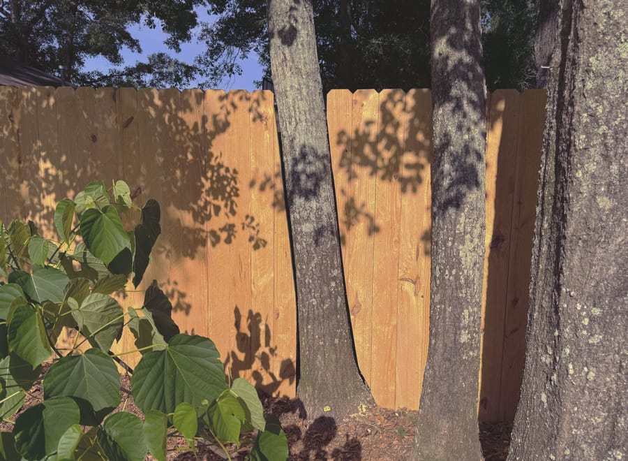 A privacy fence built around two mature tree trunks, the pickets stopped and returned so the trees pass through the line.